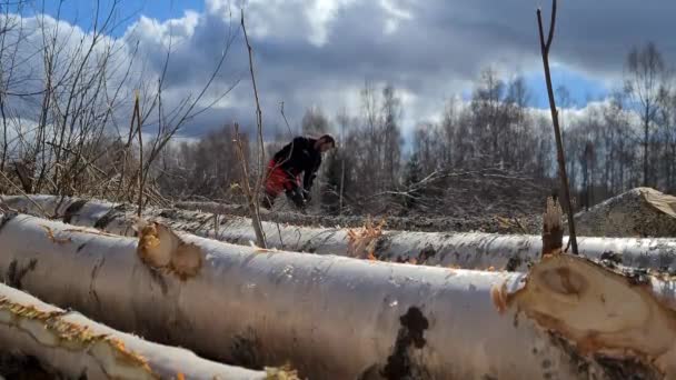 Holzfäller Säubern Umgestürzte Birken Für Weiterverarbeitung Handschuss — Stockvideo