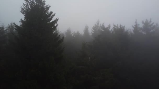 Las Iglasty Pokryty Gęstą Mgłą Mucha Lotnicza Bardzo Blisko Drzew — Wideo stockowe