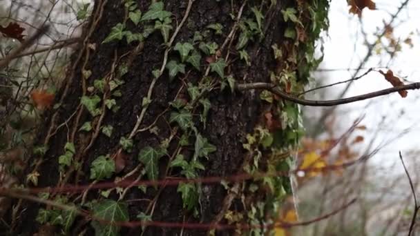 Primer Plano Viejo Roble Con Hiedra Verde Abajo Hacia Arriba — Vídeos de Stock