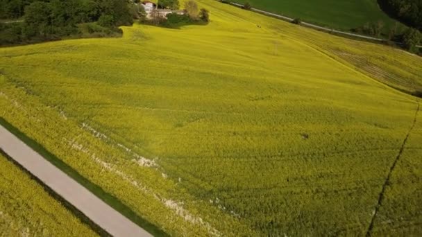 Sarı Çiçeklerin Kolza Tohumu Tarlasında Tam Görüntüsü Ortasında Bir Tepe — Stok video