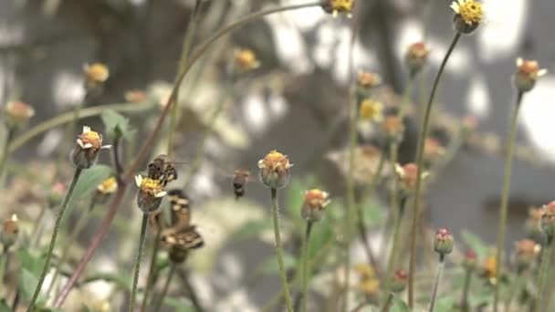 Abejas Una Mariposa Sobre Flores Blancas — Vídeos de Stock