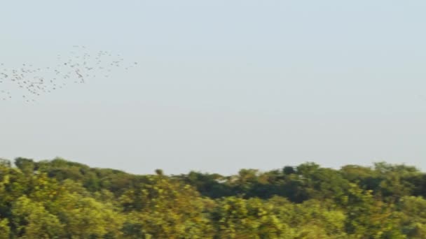 Cientos Estorninos Volando Cámara Lenta Sobre Bosque Verde — Vídeos de Stock