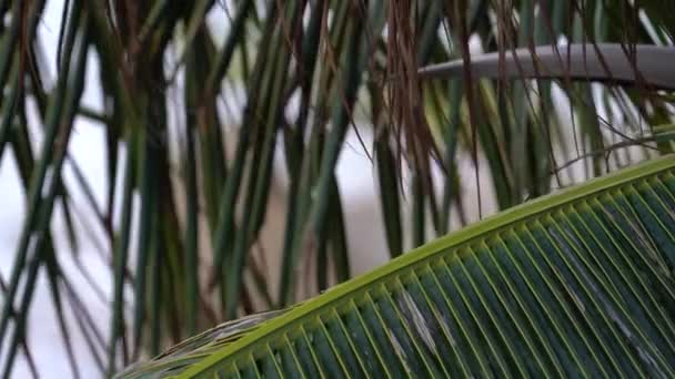 Palmeira Coco Deixa Suavemente Soprando Brisa Perto — Vídeo de Stock