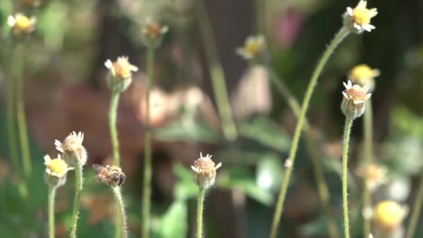 花から蜜や花粉を集める蜂 — ストック動画