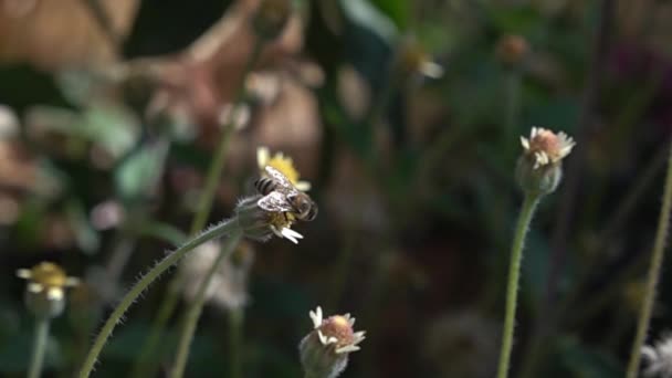 Μερικές Μέλισσες Στέκονται Κίτρινα Λουλούδια — Αρχείο Βίντεο