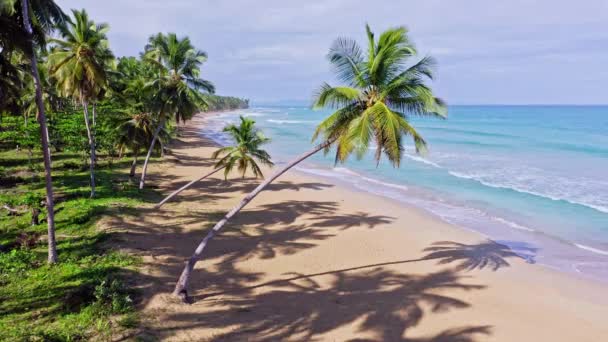 Tiro Aéreo Palmeiras Tropicais Praia Areia Dourada Vazia Mar Caribe — Vídeo de Stock