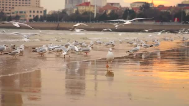 Flock Seagulls Fly Seaevening Seaside Sunset — Stock Video