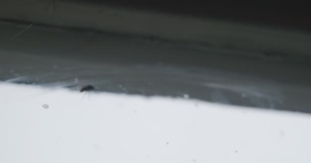 Voar Quase Pego Pela Caça Aranha Handheld Close — Vídeo de Stock