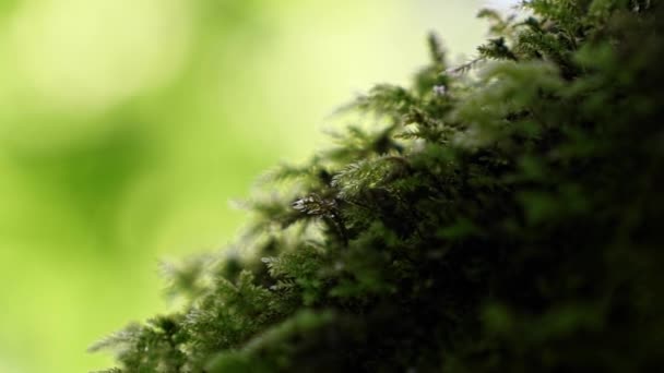 Macro Close Beautiful Small Plants Covering Whole Trunk Tree Hoh — Stock Video