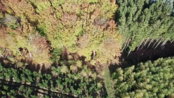 Vogelperspektive Auf Den Skandinavischen Wald Schöne Waldlandschaft Tilt Shot — Stockvideo