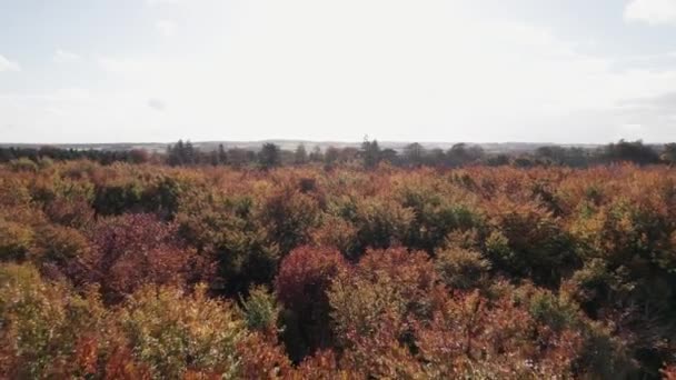 Drone Disparou Voando Sobre Pinheiros Verdes Escandinavos Árvores Caducas Outono — Vídeo de Stock