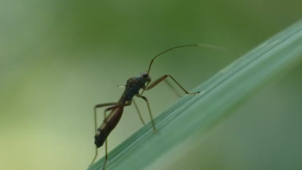 Rekaman Kumbang Hitam Kumbang Bertengger Daun Hijau — Stok Video