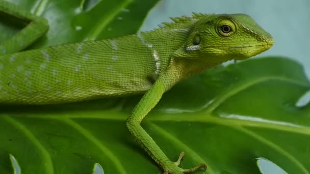 Green Chameleon Head Videos Close Chameleon — 图库视频影像