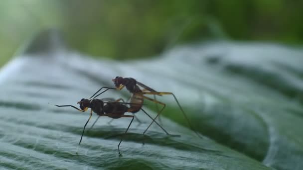 两只甲虫在花园里的树叶上交配 甲虫的宏观画面Wasp Hd视频 — 图库视频影像