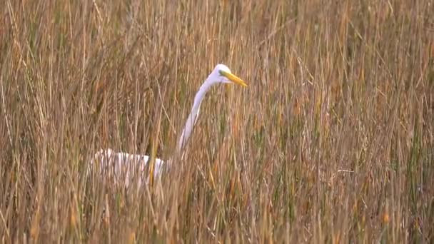 White Great Egret Stalking Fish Grassy Waters Wetland Area South — Stock video