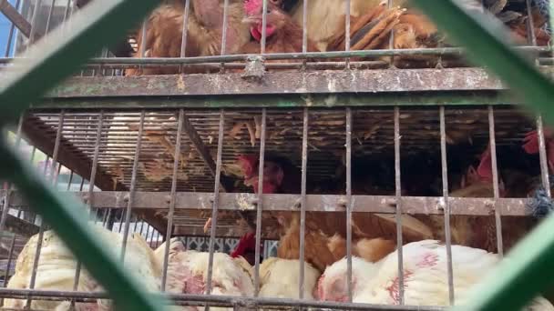 笼中的小鸡互相堆放在一起 从铁丝丝丝 低角度看 — 图库视频影像