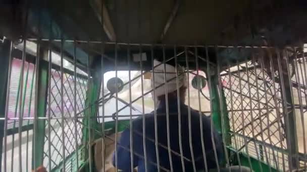Пассажир Внутри Рикши Металлической Решеткой Драйвер Вид Сзади — стоковое видео