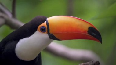 Ramphastos Toco 'nun bir dala tüneyip etrafa bakınışını yakından çek. Yavaş çekim