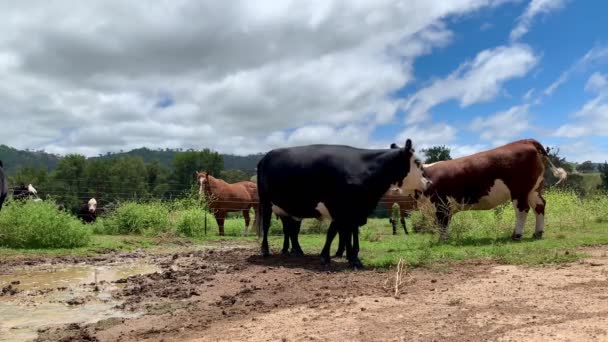 Runderen Koeien Kalveren Moo Tijdens Het Lopen Weg Australië — Stockvideo