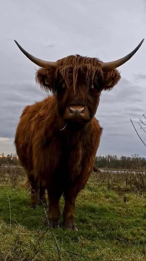 Woolly Rödbruna Höglandsko Tittar Rakt Kameran Vertical Bilder — Stockvideo