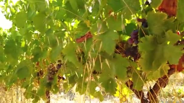 Spacer Blisko Świeżych Winogron Gotowy Zbiorów Pięknej Winnicy — Wideo stockowe