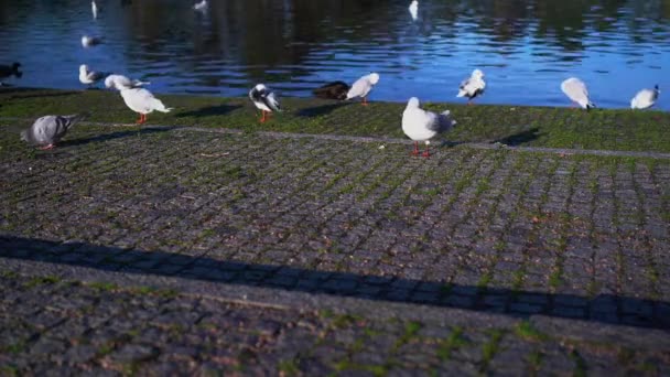 在欧洲一个公园的池塘边 一群小鸟 海鸥和鸽子在岩石上散步 它们身上长出了苔藓 — 图库视频影像