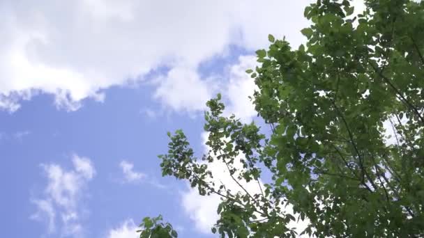 Αργή Κινηματογραφική Λήψη Της Όμορφης Φύσης Δέντρο Φύλλα Και Σύννεφα — Αρχείο Βίντεο