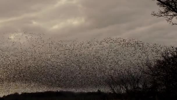 Tysiące Szpaków Zbierających Się Razem Prawie Blokując Niebo — Wideo stockowe