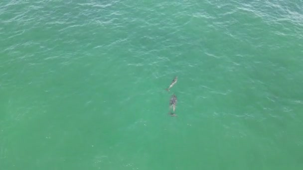 Wide Aerial Shows Three Wild Dolphins Swimming Jade Green Water — Stock Video