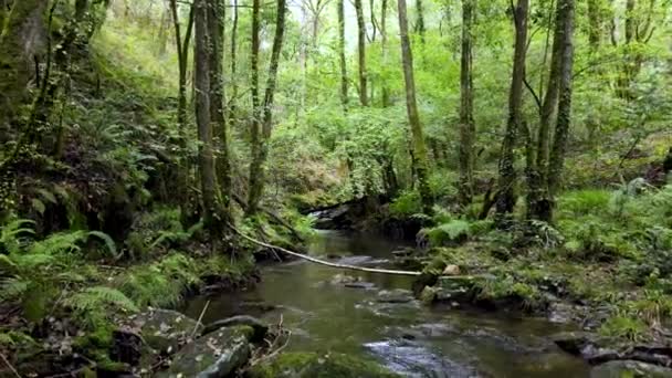 Upriver Fragas Eume 공원의 심장부를 걷습니다 식물들로 둘러싸인 — 비디오