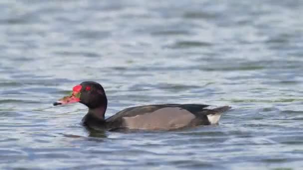 Male Rosy Billed Pochard Netta Peposaca Berenang Danau Air Tawar — Stok Video