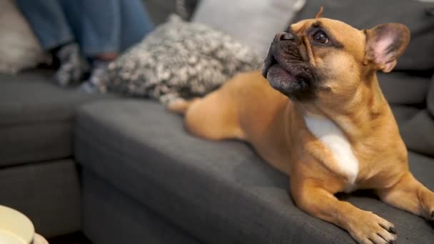 Bulldog Francês Preocupado Levanta Cabeça Tenta Latir Câmera Pan Câmera — Vídeo de Stock