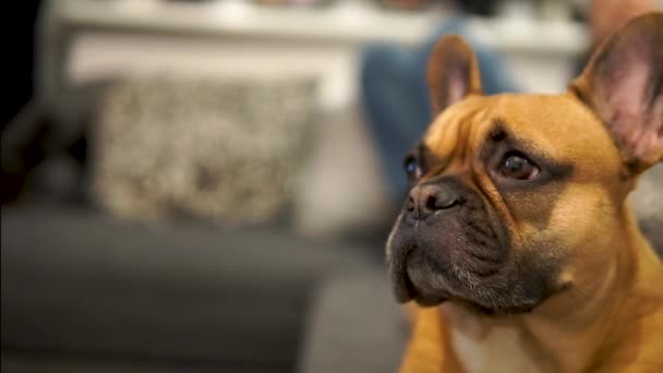 Bulldog Francês Pisca Olhos Coloca Cabeça Para Baixo Sofá Câmera — Vídeo de Stock