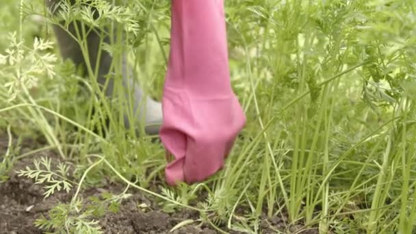 토양에서 당근을 꺼내는 정원사 — 비디오