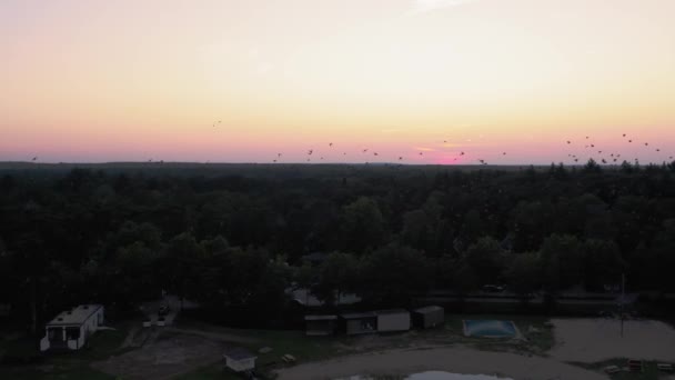 Téli Időszakban Vándorló Vadon Élő Madarak Sokasága Veluwei Nemzeti Parkban — Stock videók