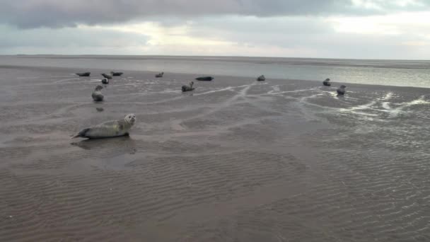 Selos Grupo Deitado Praia Areia Durante Dia Nublado Texel Wadden — Vídeo de Stock