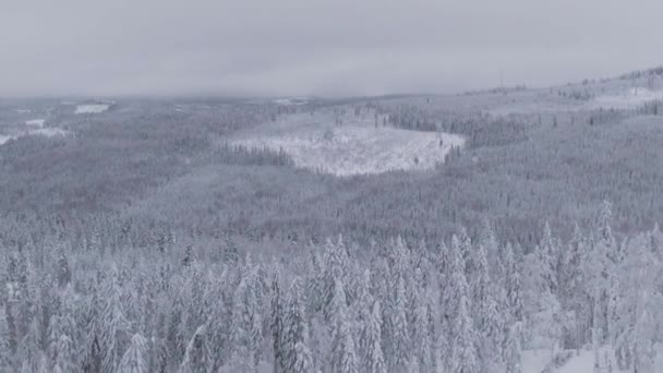 純白の雪に覆われた魔法の冬の森 空中ドローンビュー — ストック動画