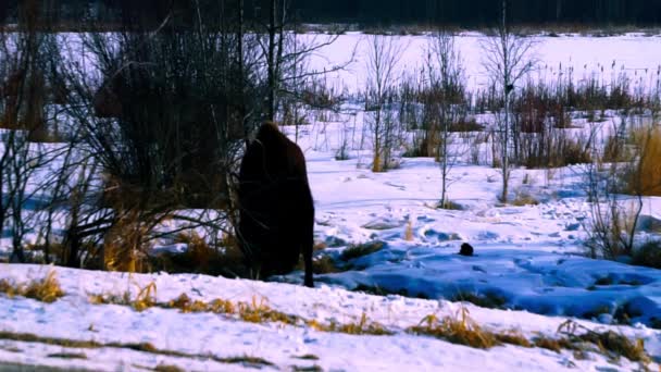 Buffalo Sonnenaufgang Frühen Morgen Winter Straßenrand Leckt Den Schwefel Von — Stockvideo