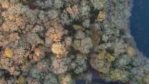 Drone Filmato Dell Alba Baldacchino Forestale Autunno Nel Loch Lomond — Video Stock