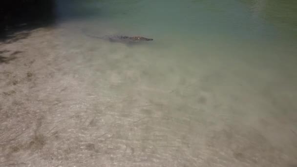 Grand Crocodile Sur Banc Sable Dans Lagune Saumâtre Mangrove Soleil — Video