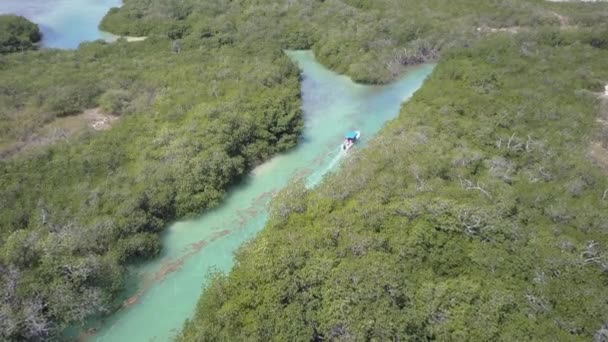 ツアーボートは メキシコのシャン カアンにあるマングローブのラグーンに観光客を連れて行きます — ストック動画