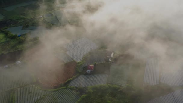 Adegan Lain Kabut Meliputi Terkenal Bali Padi Teras Sawah Padi — Stok Video