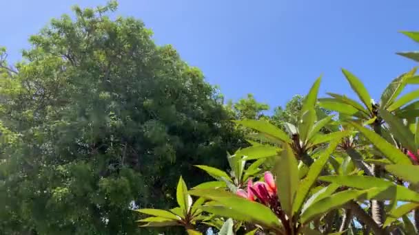 弗兰吉帕尼和常青树在风中飘扬 — 图库视频影像