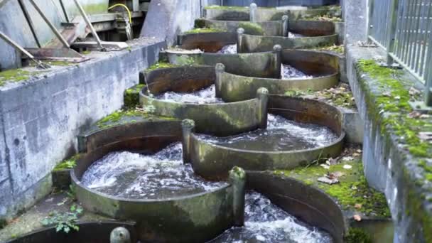 Fiskstege Vatten Som Rinner Genom Fishway Luta Ner — Stockvideo