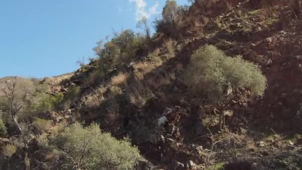 Berggeiten Beklimmen Zijkant Van Een Steile Berg — Stockvideo