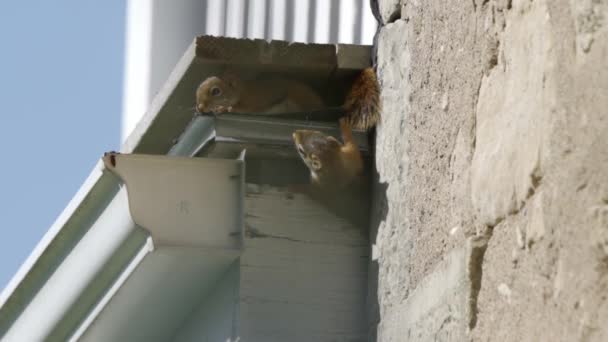 Bébé Écureuil Rouge Américain Laisse Son Nid Adorable Animal Sauvage — Video