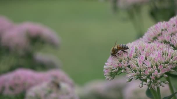蜜蜂授粉粉红花和爬行在高海拔的田野附近 — 图库视频影像