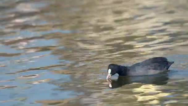 Eropa Coot Berenang Sekitar Danau Pagi Hari Cahaya — Stok Video