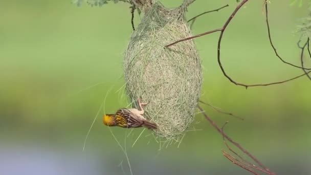 Baya Weaver Bird Building Hnízdo Very Elegatly — Stock video