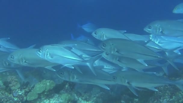 Escuela Bigeye Trevally Frente Corriente Sobre Arrecife Coral Bluefin Trevally — Vídeos de Stock